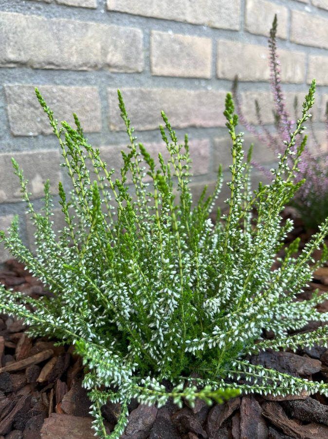 Heide Zomer Wit 10 Stuks Calluna vulgaris 'Melanie' P9.5 Plant Tuinplant