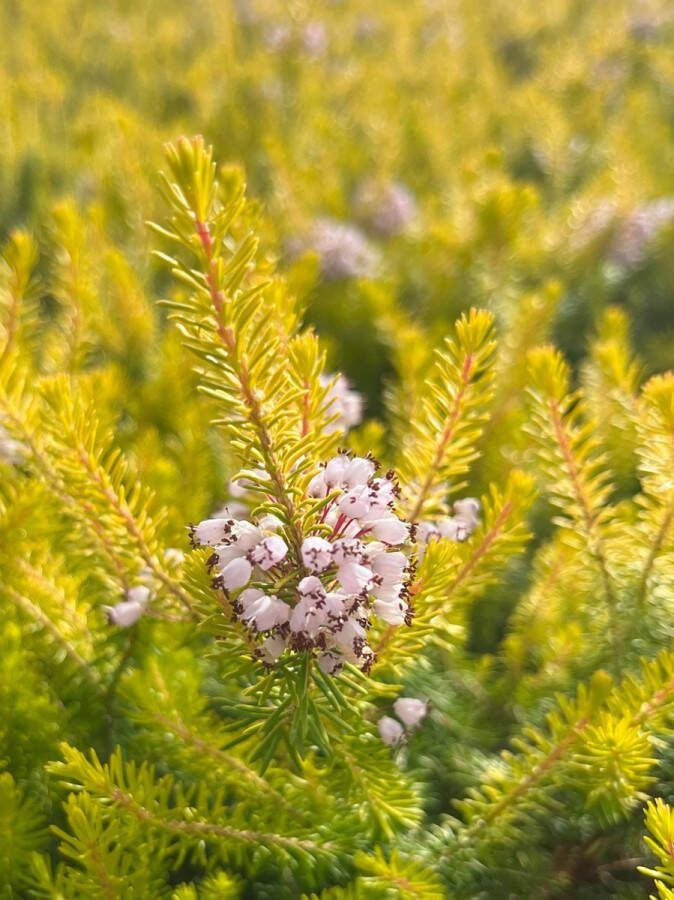Heide Zwerf Geel Wit 10 Stuks Erica vagans 'Yellow John' P9.5 Plant Tuinplant