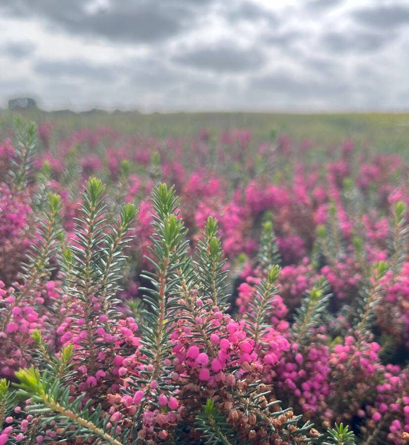 Heide Zwerf Roze 10 Stuks Erica vagans 'Rosea' P10.5 Plant Tuinplant