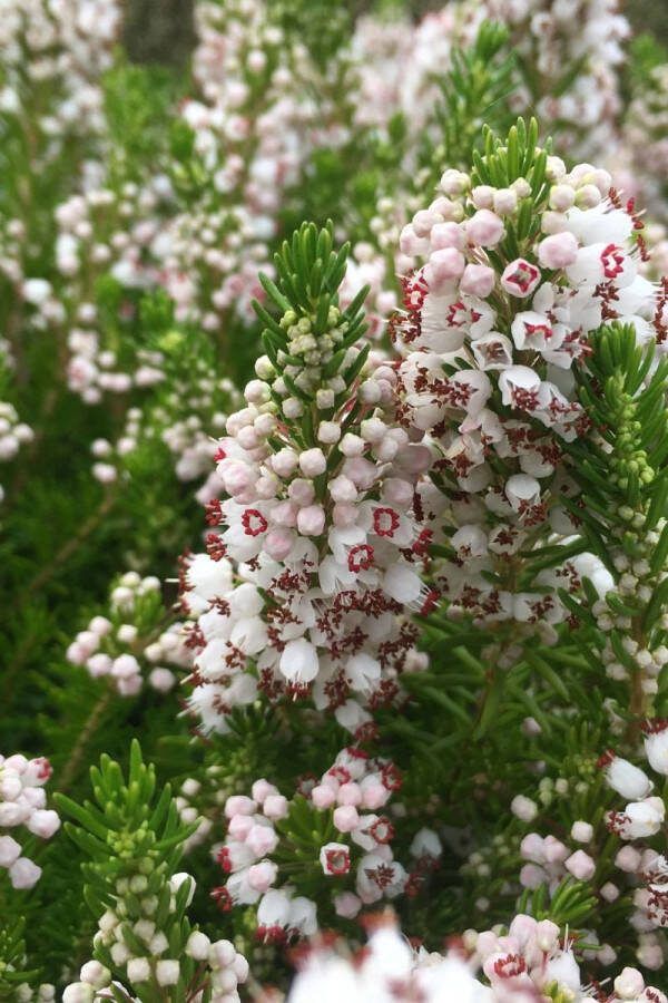 Heide Zwerf Wit 10 Stuks Erica vagans 'Alba' P9.5 Plant Tuinplant