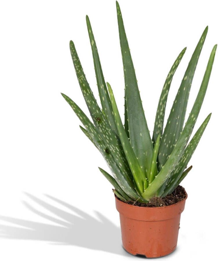 Hello Plants Echte Aloe Vera Plant Ø 12 cm Hoogte: 40 cm Vetplant Succulent