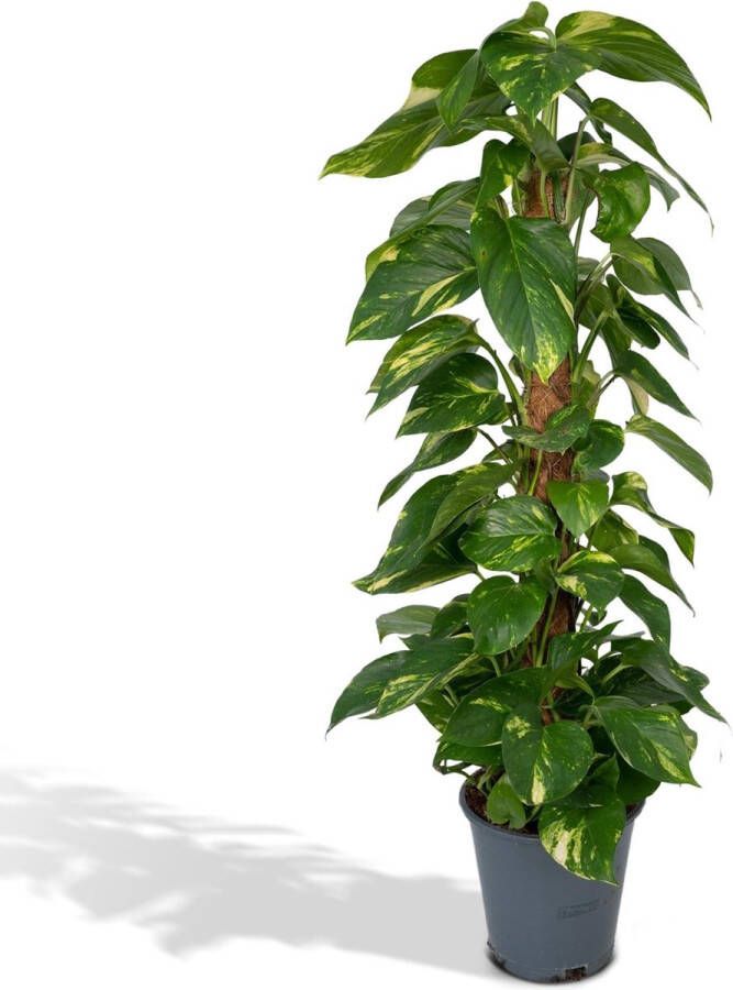 Planteda Hello Plants Epipremnum Aureum Scindapsus Ø 19 cm Hoogte: 80 cm Drakenklimop Klimplant Hangplant