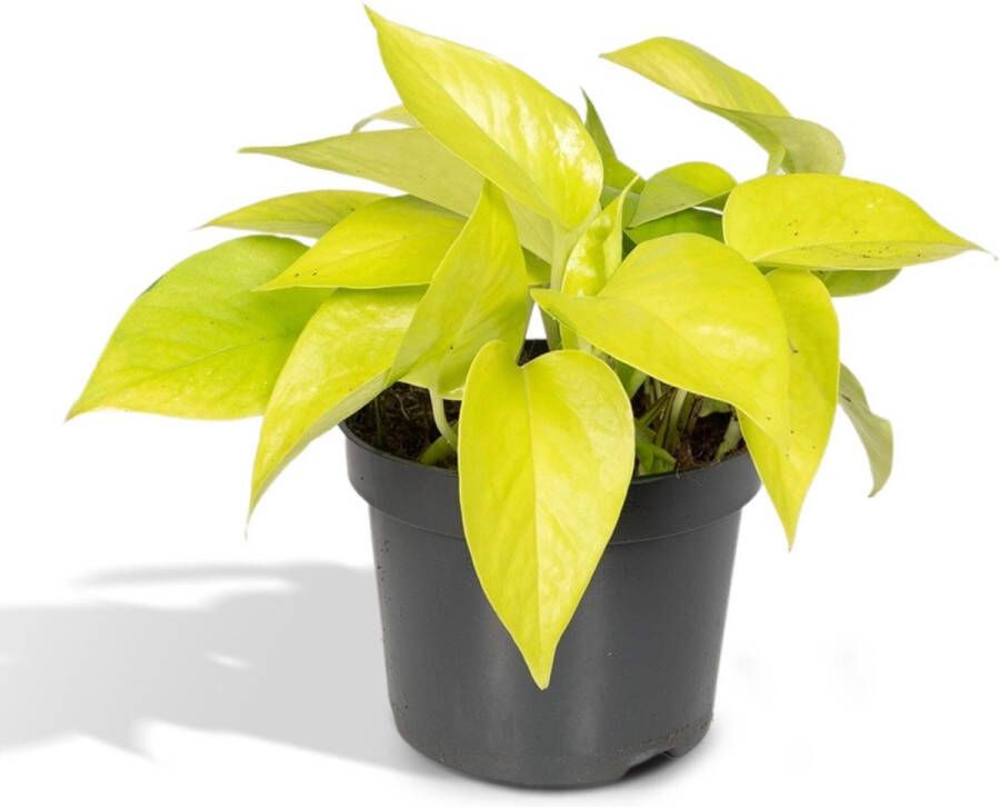 Hello Plants Epipremnum Golden Pothos Neon Ø 12 cm Hoogte: 15 cm Drakenklimop Klimplant Hangplant
