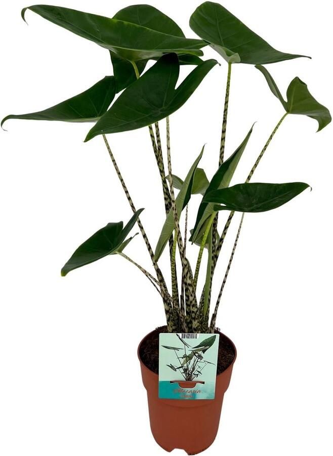 Hello Plants Alocasia Zebrina Olifantsoor Ø 19 cm 75 cm Kamerplant Zebraplant