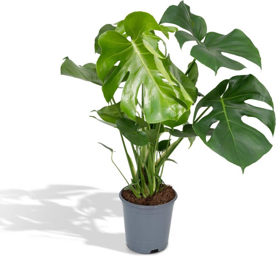 Hello Plants Monstera Deliciosa Gatenplant Ø 21 cm Hoogte: 65 cm Kamerplant