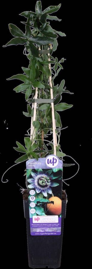 Hello Plants Passiflora Caerulea Passiebloem Klimplant Ø 15 cm Hoogte: 65 cm