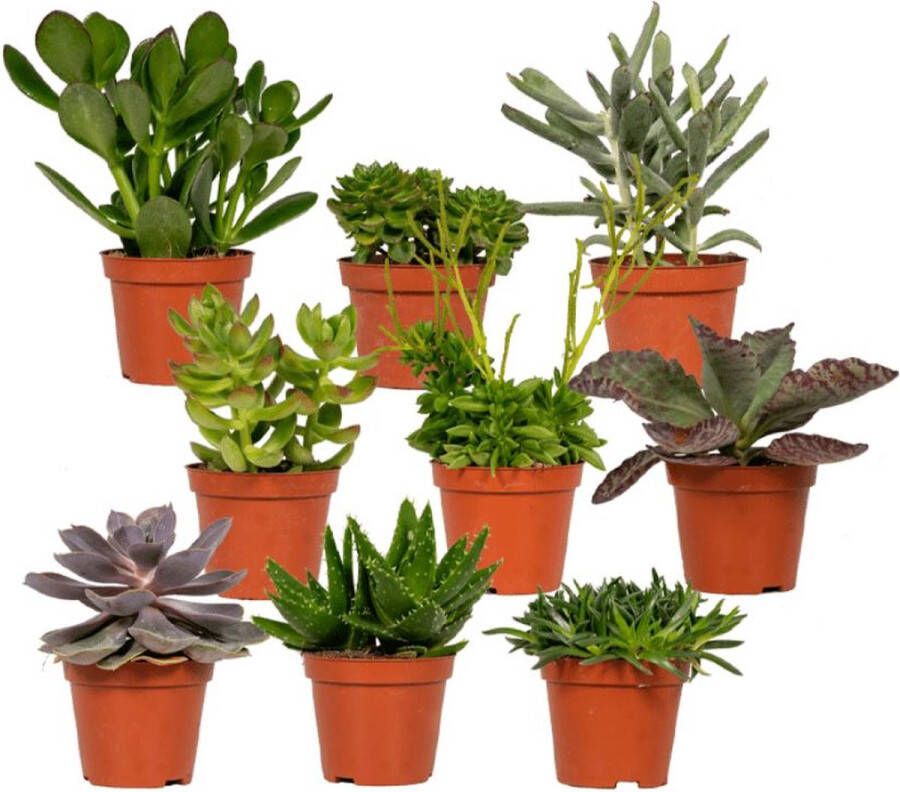 Hello Plants Succulent Succulenten mix 9 stuks 10cm hoog 8 5Ø Kamerplant Zonder mand