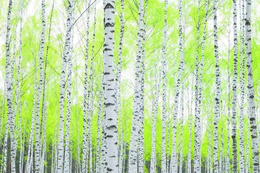 Papermoon Fotobehang Birch forest Vlies 5 banen 250 x 180 cm (5-delig)