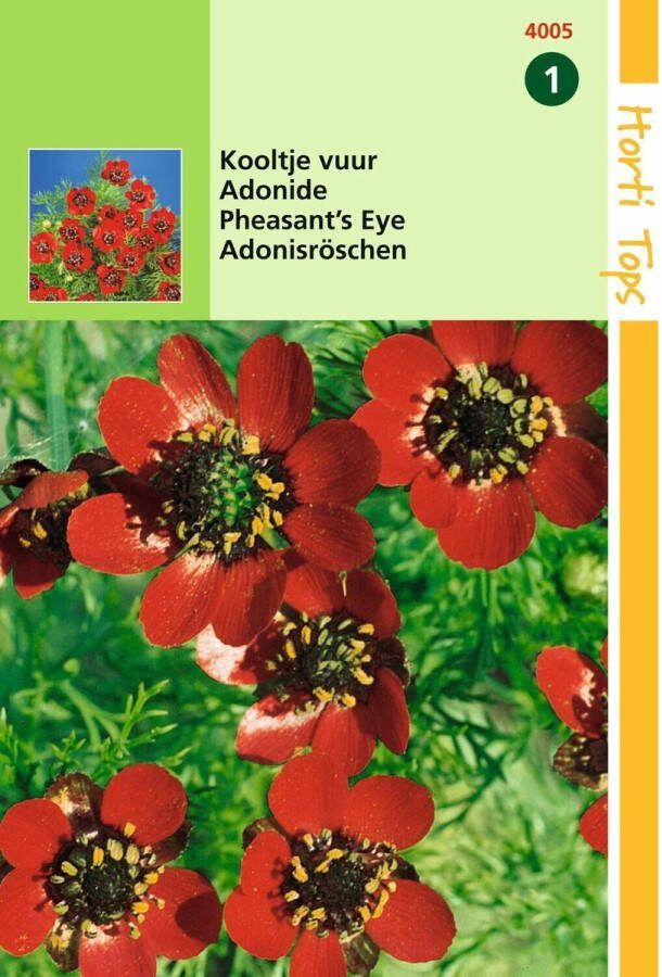 Hortitops 2 stuks Adonis Aestivalis Roodbloeiend
