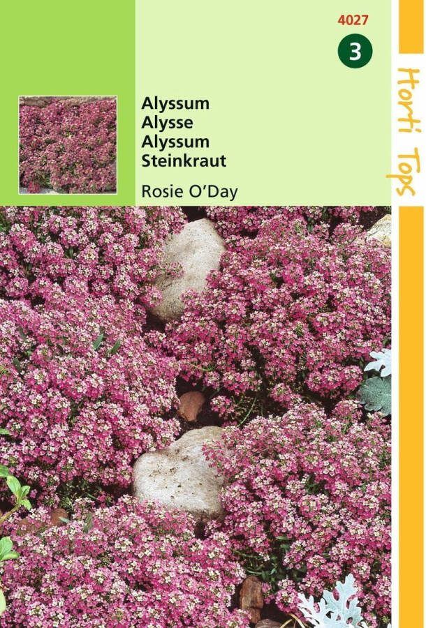 Hortitops 2 stuks Alyssum Lobularia MarProcumbens Rosie O Day