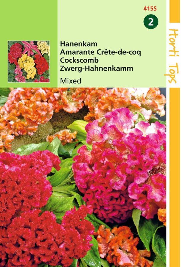 Hortitops 2 stuks Celosia Cristata Nana Gem
