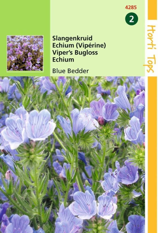 Hortitops 2 stuks Echium Plantagineum Blue Bedder