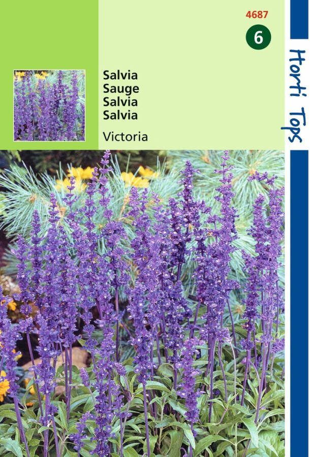 Hortitops 2 stuks Salvia Farinacea Victoria Donkerblauw