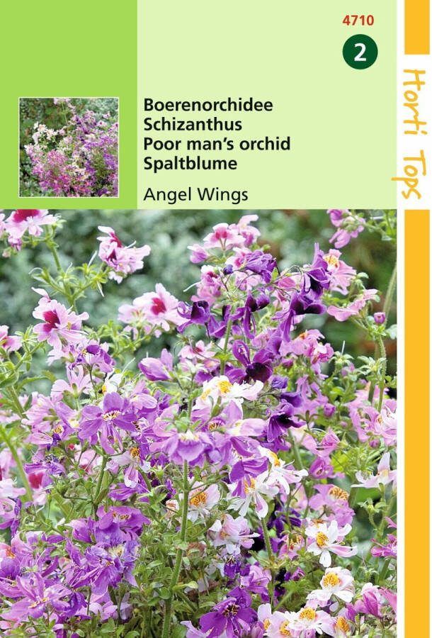 Hortitops 2 stuks Schizanthus Wisetonensis Angel Wings