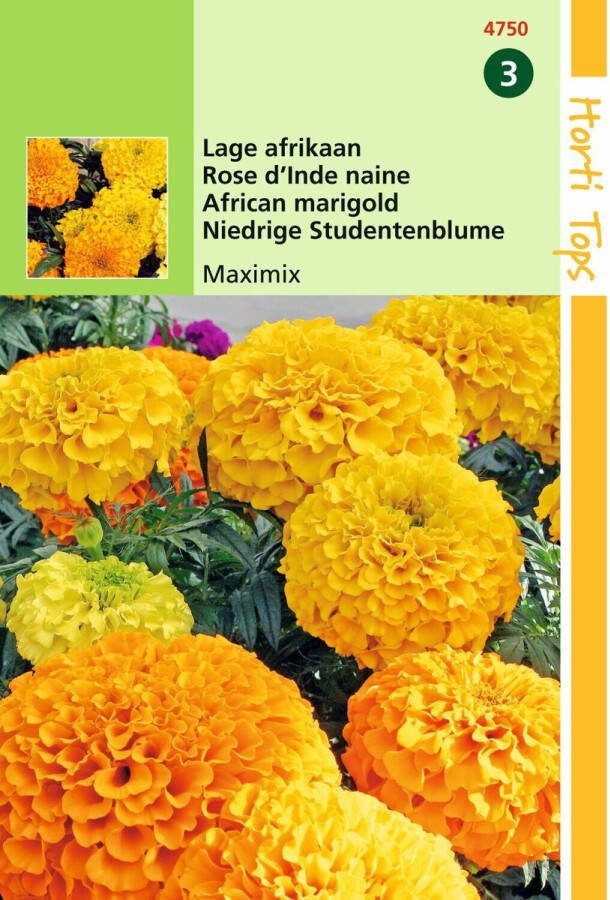 Hortitops 2 stuks Tagetes Erecta Nana Maximix Mengsel