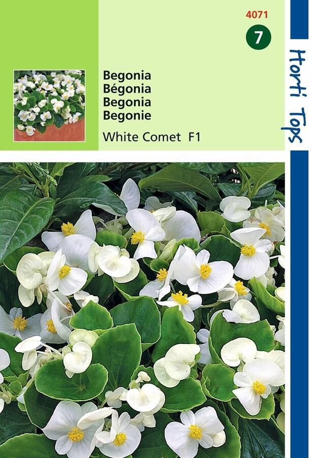 Hortitops 2 stuks Begonia Semp. F1 Hybride Witte Komeet