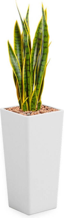 HTT Decorations Kunstplant Sansevieria in Clou vierkant wit H115 cm