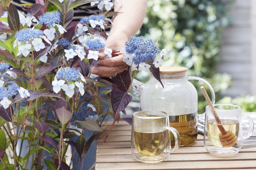 Hydrantea 'Make your own Sweet Tea!' Tuinplant 4 stuks