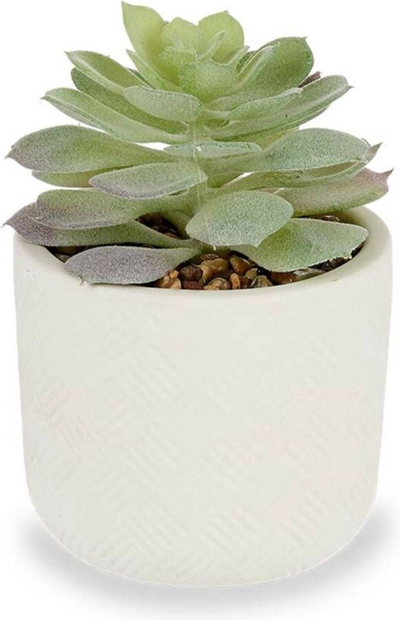 IBERGARDEN Decoratieve plant Vetplant Plastic 14 x 13 5 x 14 cm (12 Stuks)