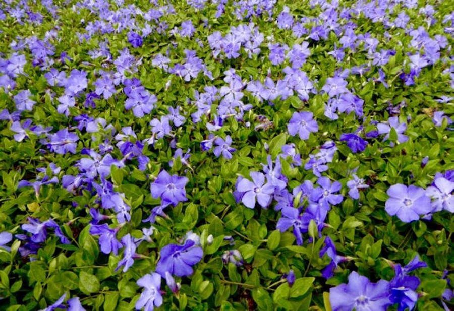 IH products 10 x Vinca Minor 'Anna' Pot 11 x 11 Bodembedekker Kleine maagdenpalm Wintergroene tuinplant Violet blauw Vaste Plant
