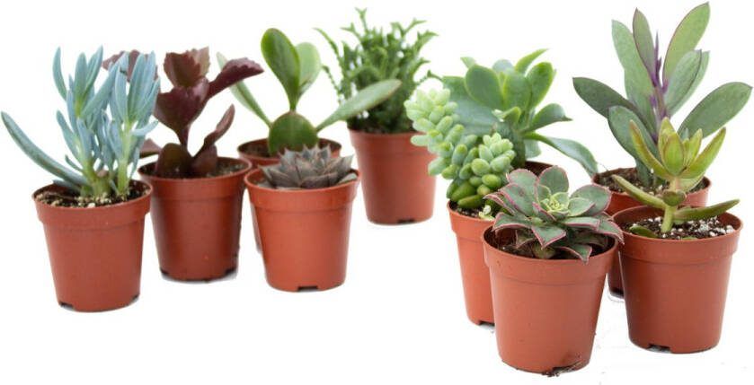 Ikhebeencactus Voordeelset 10x vetplant Prachtige mix leuk om weg te geven Set van 10 stuks 5 cm kweekpot