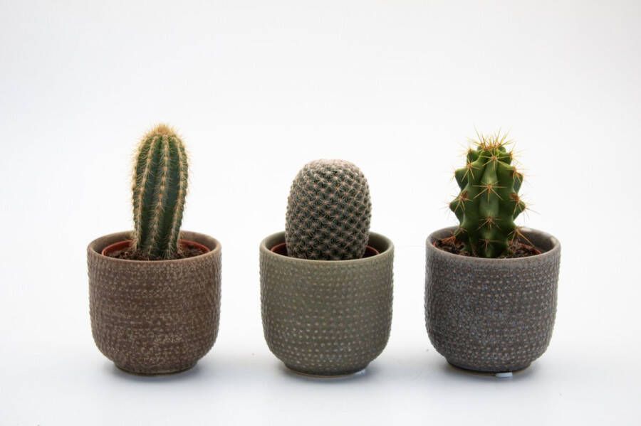 Ikhebeencactus Interieur set Desert Dax 3x luxe sierpot 7cm 3x bijpassende cactus vetplanten mix