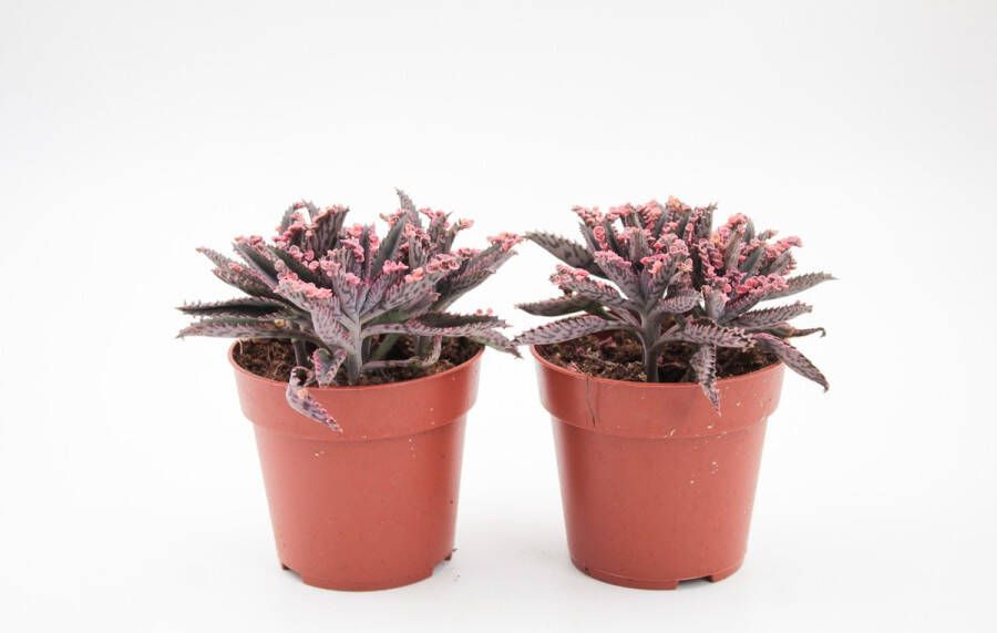 Ikhebeencactus Kalanchoe Pink Butterflies unieke vetplant Set van 2 stuks 8 5 cm