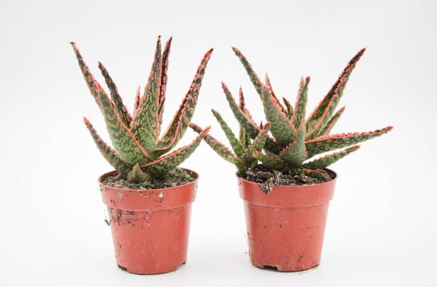 Ikhebeencactus Set van 2 stuks Aloe Starfire Carola Vetplant Prachtige kleuren 8.5 cm pot 14cm hoog