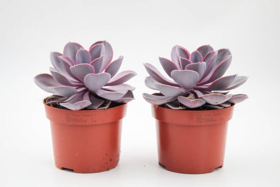 Ikhebeencactus Set van 2 stuks Echeveria Purple Pearl Vetplant Prachtig gekleurd 12 cm pot