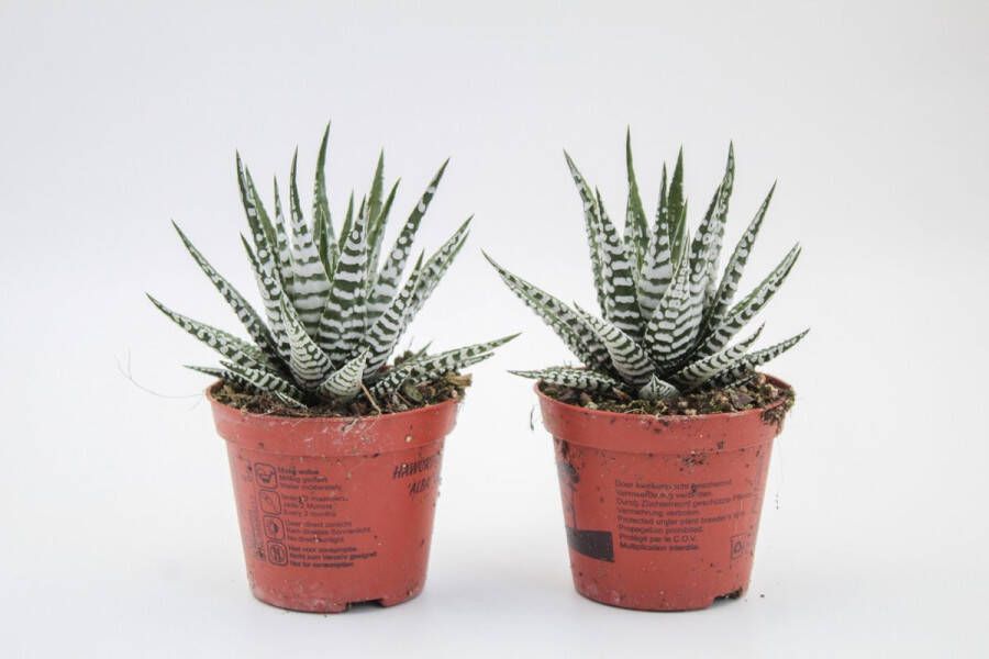 Ikhebeencactus Set van 2 stuks Haworthia Fasciata alba Zebraplant vetplant 8.5cm pot 13 cm hoog