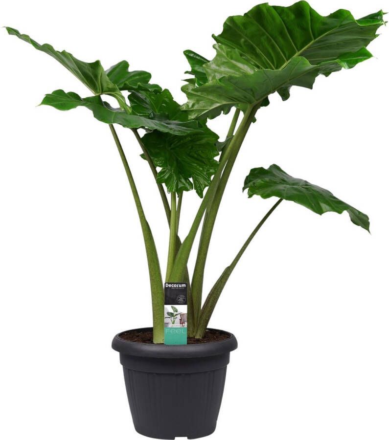 Improv Alocasia Portadora ↨ 120cm hoge kwaliteit planten grote planten XL plant binnenplanten buitenplanten tuinplanten potplanten hangplanten plantenbak bomen boom