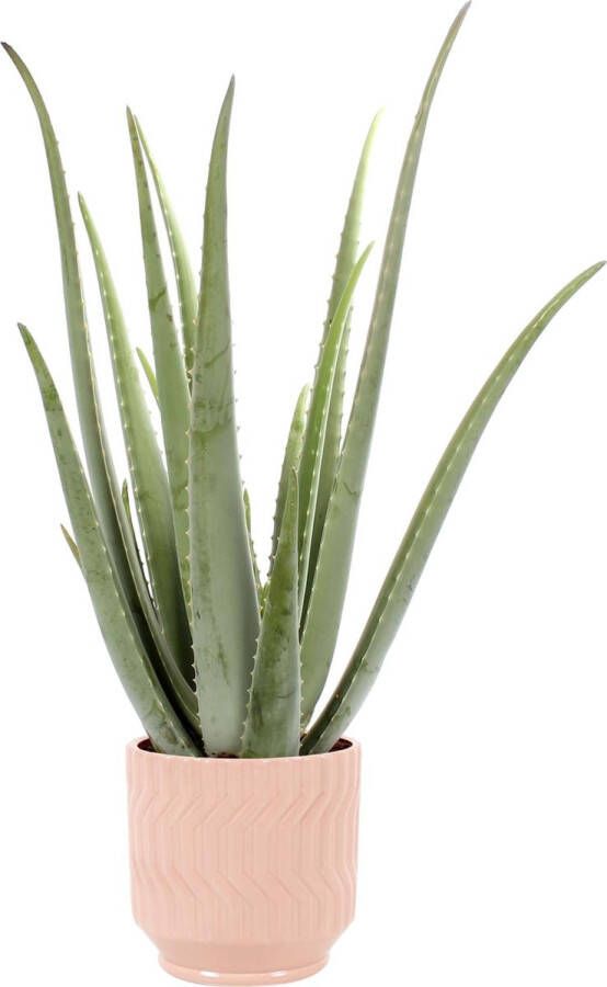 Improv Aloe Vera in Jane keramiek (Orange) ↨ 35cm hoge kwaliteit planten