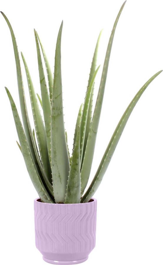 Improv Aloe Vera in Jane keramiek (Purple) ↨ 35cm hoge kwaliteit planten