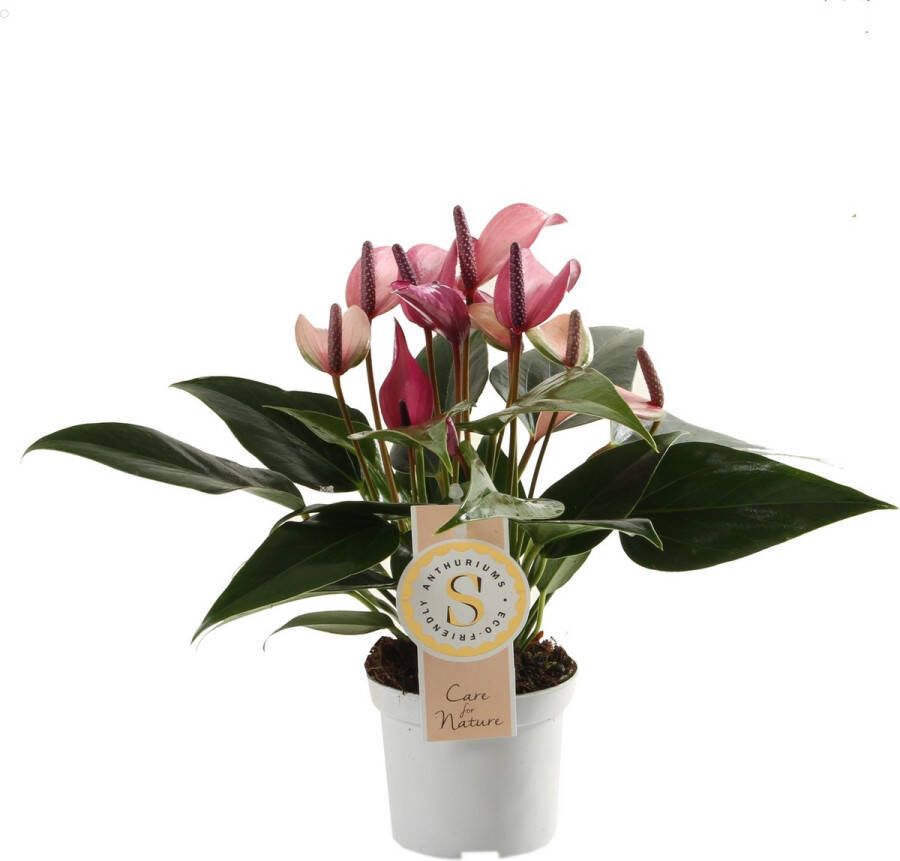 Improv Anthurium Zizou ↨ 30cm hoge kwaliteit planten