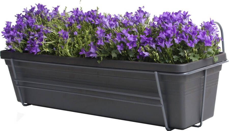 Improv Campanula Addenda Lavender in ELHO Green Basics balkonbak (Living Black) met metalen balkonrek ↨ 30cm hoge kwaliteit planten