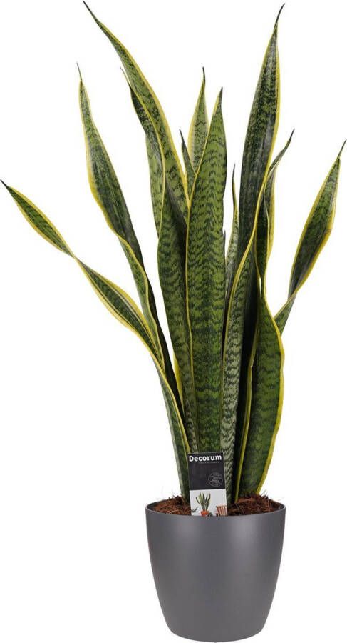 Improv Decorum Sansevieria Laurentii met Elho brussels antracite ↨ 60cm planten binnenplanten buitenplanten tuinplanten potplanten hangplanten plantenbak bomen plantenspuit