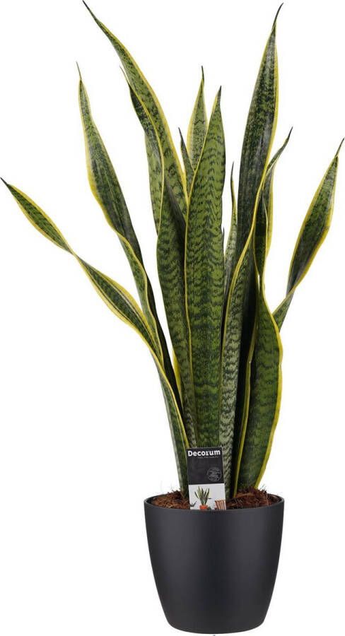 Improv Decorum Sansevieria Laurentii met Elho brussels living black ↨ 60cm planten binnenplanten buitenplanten tuinplanten potplanten hangplanten plantenbak bomen plantenspuit