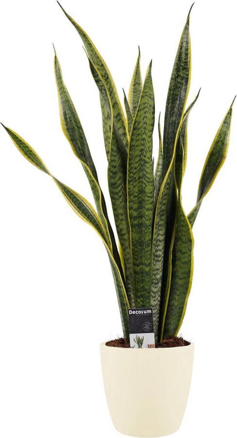 Improv Decorum Sansevieria Laurentii met Elho brussels soap ↨ 60cm planten binnenplanten buitenplanten tuinplanten potplanten hangplanten plantenbak bomen plantenspuit