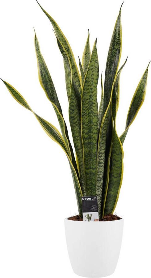 Improv Decorum Sansevieria Laurentii met Elho brussels white ↨ 60cm planten binnenplanten buitenplanten tuinplanten potplanten hangplanten plantenbak bomen plantenspuit