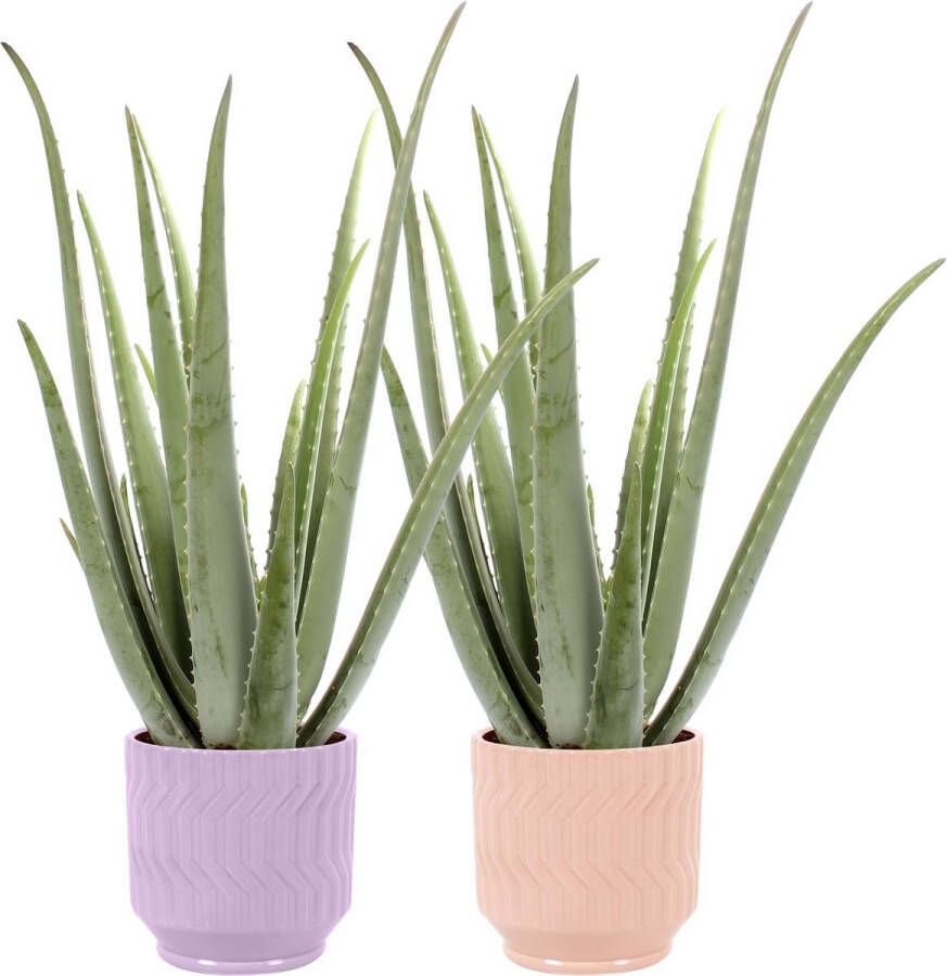 Improv Duo Aloe Vera in Jane keramiek (Purple en Orange) ↨ 35cm 2 stuks hoge kwaliteit planten