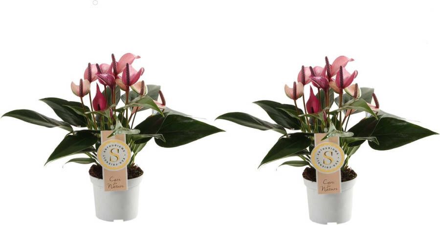 Improv Duo Anthurium Zizou ↨ 30cm 2 stuks hoge kwaliteit planten