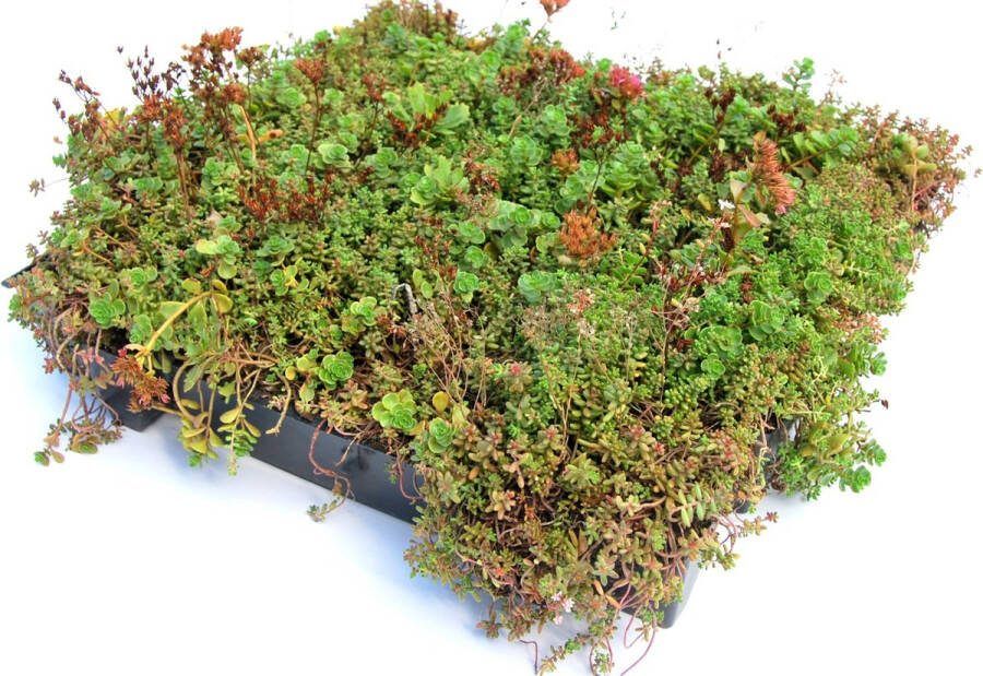 Intergard Groendak sedumdak kliksysteem 37x57cm