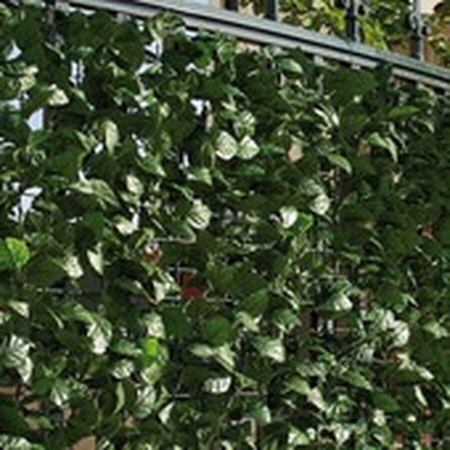 Intergard Kunsthaag Balkonscherm Tuinscherm Hedera Klimop 100x300cm