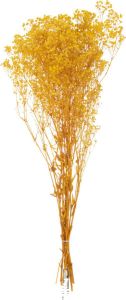J-Line Droogbloemen Droogboeket Bundel Gedroogde Gypsophilia Geel