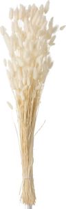 J-Line Droogbloemen Droogboeket Bundel Pluim Hazenstaart Gedroogd Ecru Large