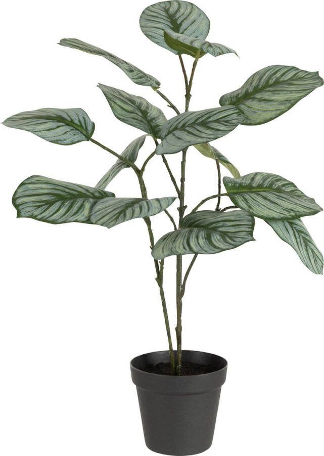 J-Line Calathea In Pot Plastiek Groen Mix
