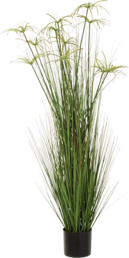 J-Line Cyperus Alternifolius 11 Koppen In Pot Pvc Groen Large