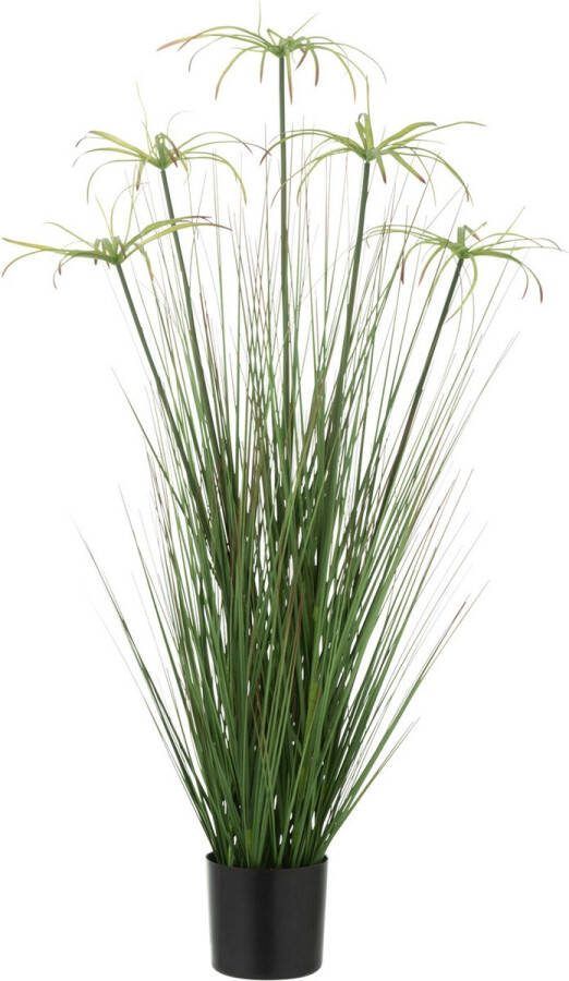 J-Line Cyperus Alternifolius 5 Koppen In Pot Pvc Groen Small