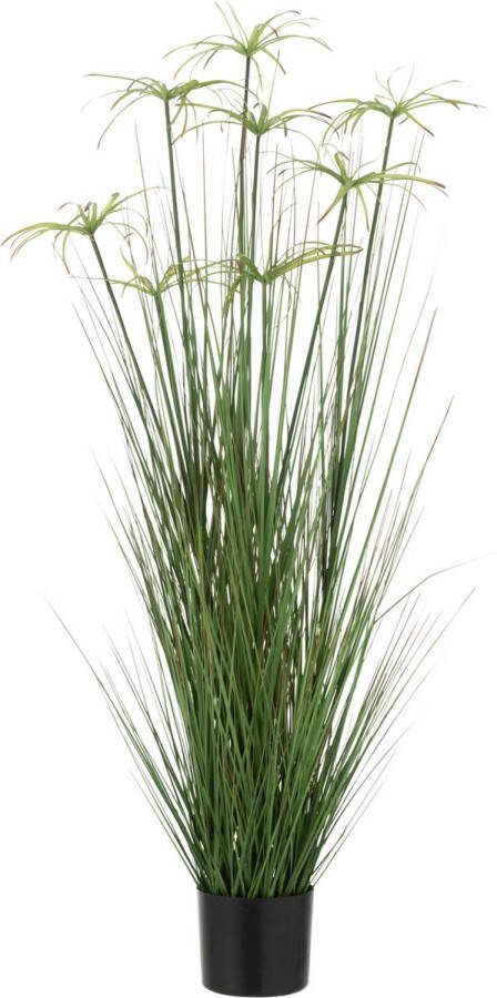 J-Line Cyperus Alternifolius 8 Koppen In Pot Pvc Groen Medium