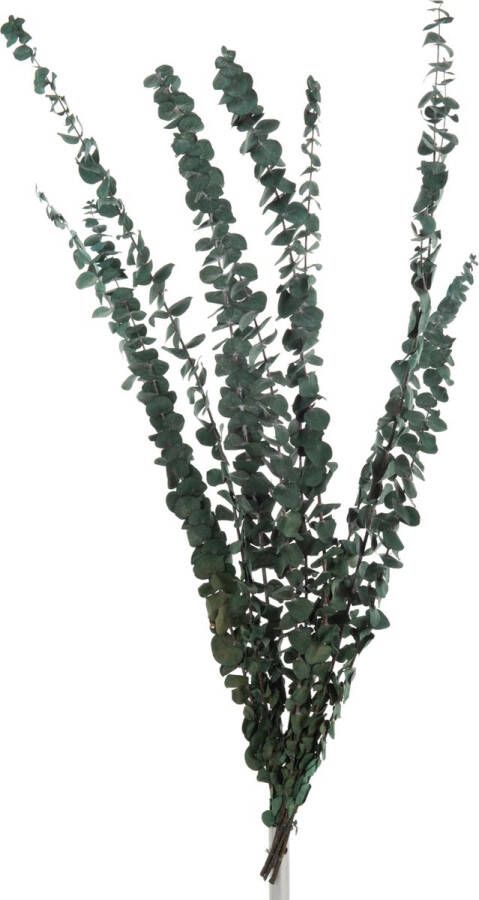 J-Line Droogbloemen Droogboeket Bundel Eucalyptus Fijn Gedroogd Groen